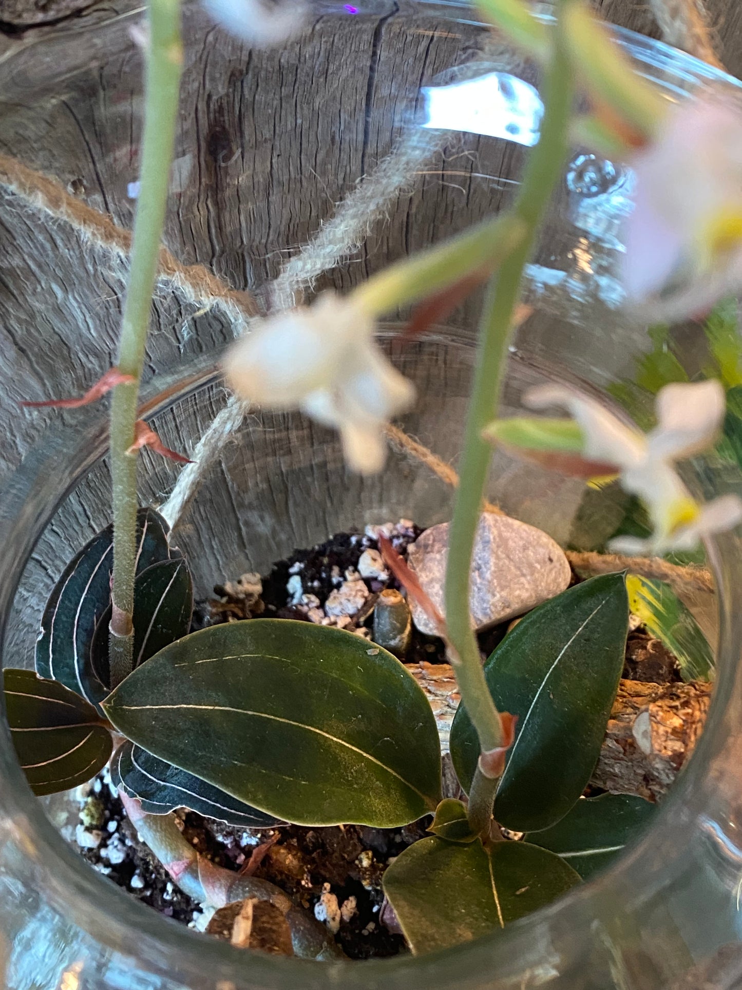 Hanging Ludisia Discolor Terrarium