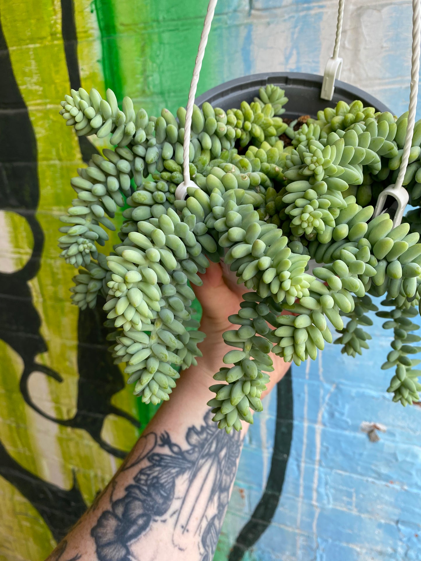 6" Sedum morganium Burrito Hanging Basket