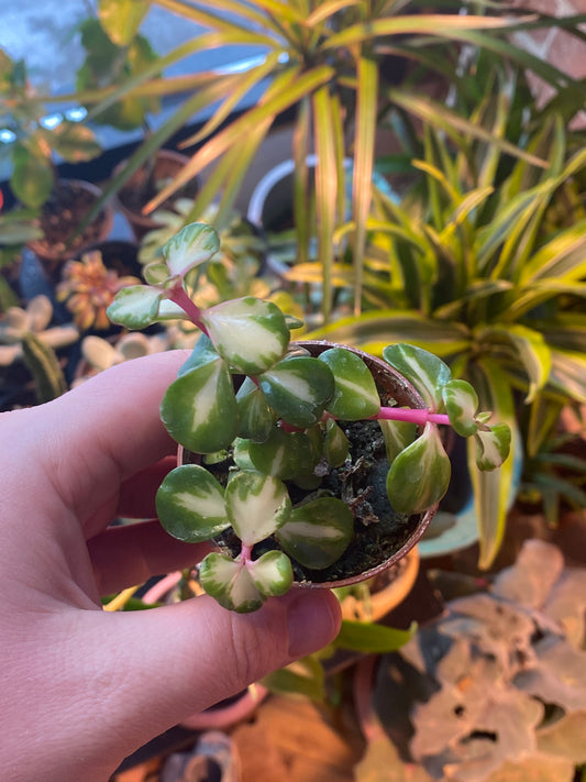 2.5" Inner Variegated Portulacaria afra | Elephant Bush