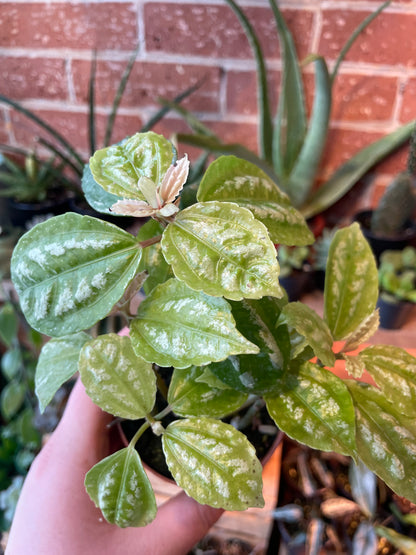 3.5" Pilea Aluminum