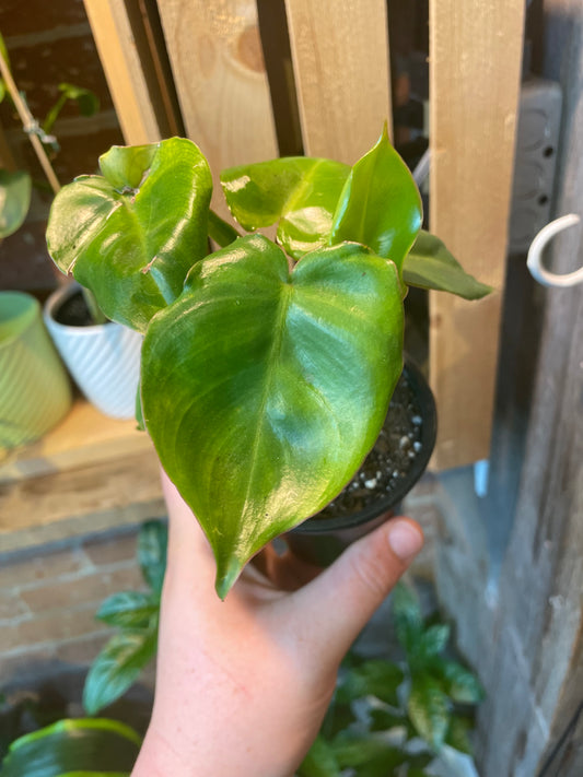 3.5" Philodendron Burle Marx