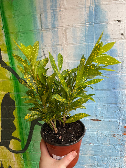 6" Croton Gold Dust