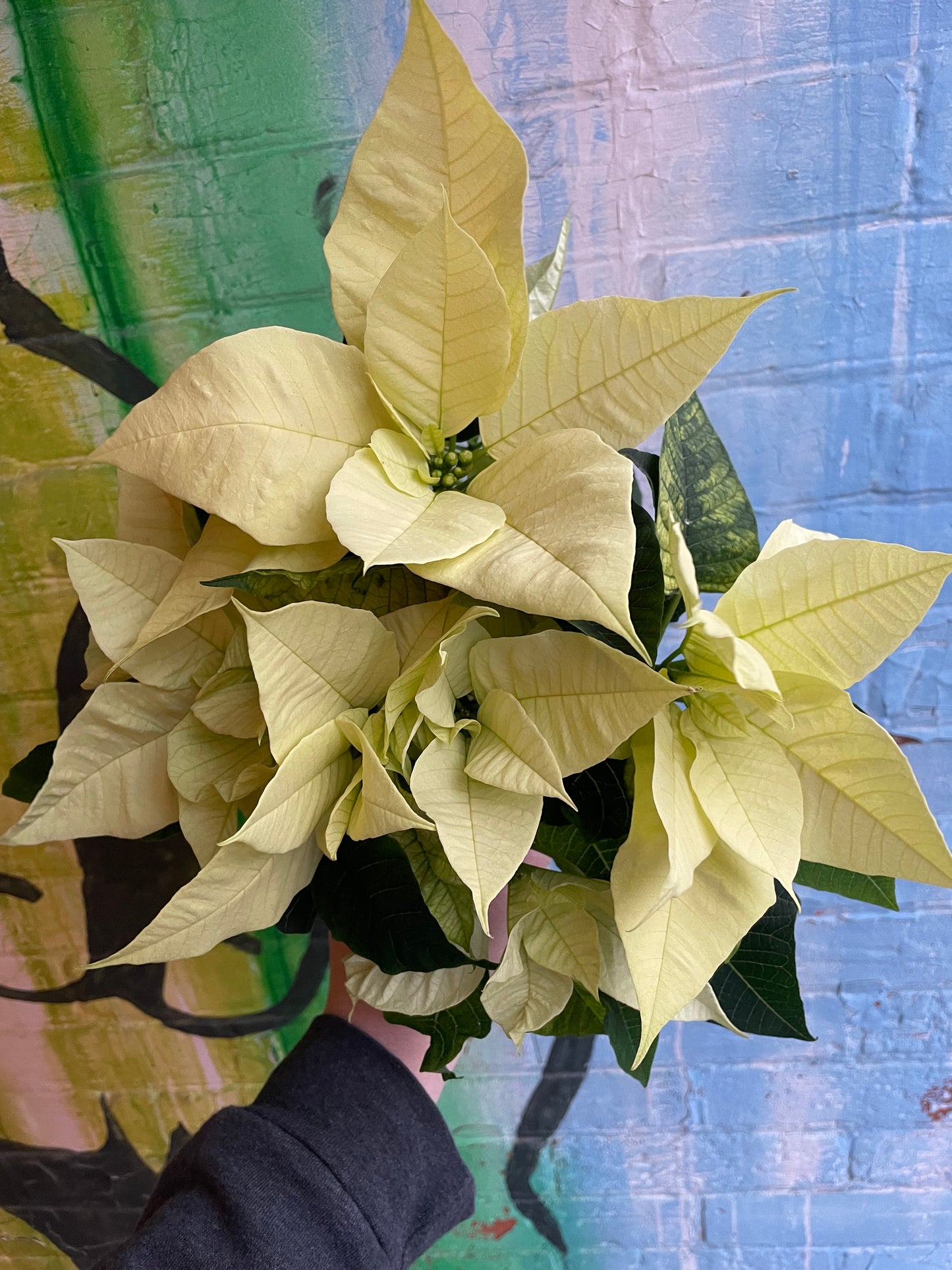 4” White Poinsettia