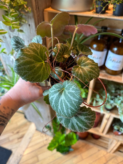 3.5" Strawberry Begonia | Saxifraga Stolonifera