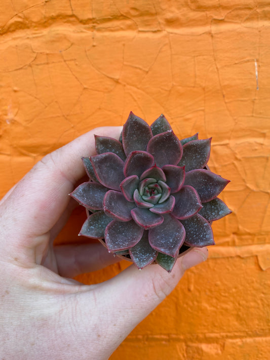 2.5" Echeveria agavoides Bronze Beauty