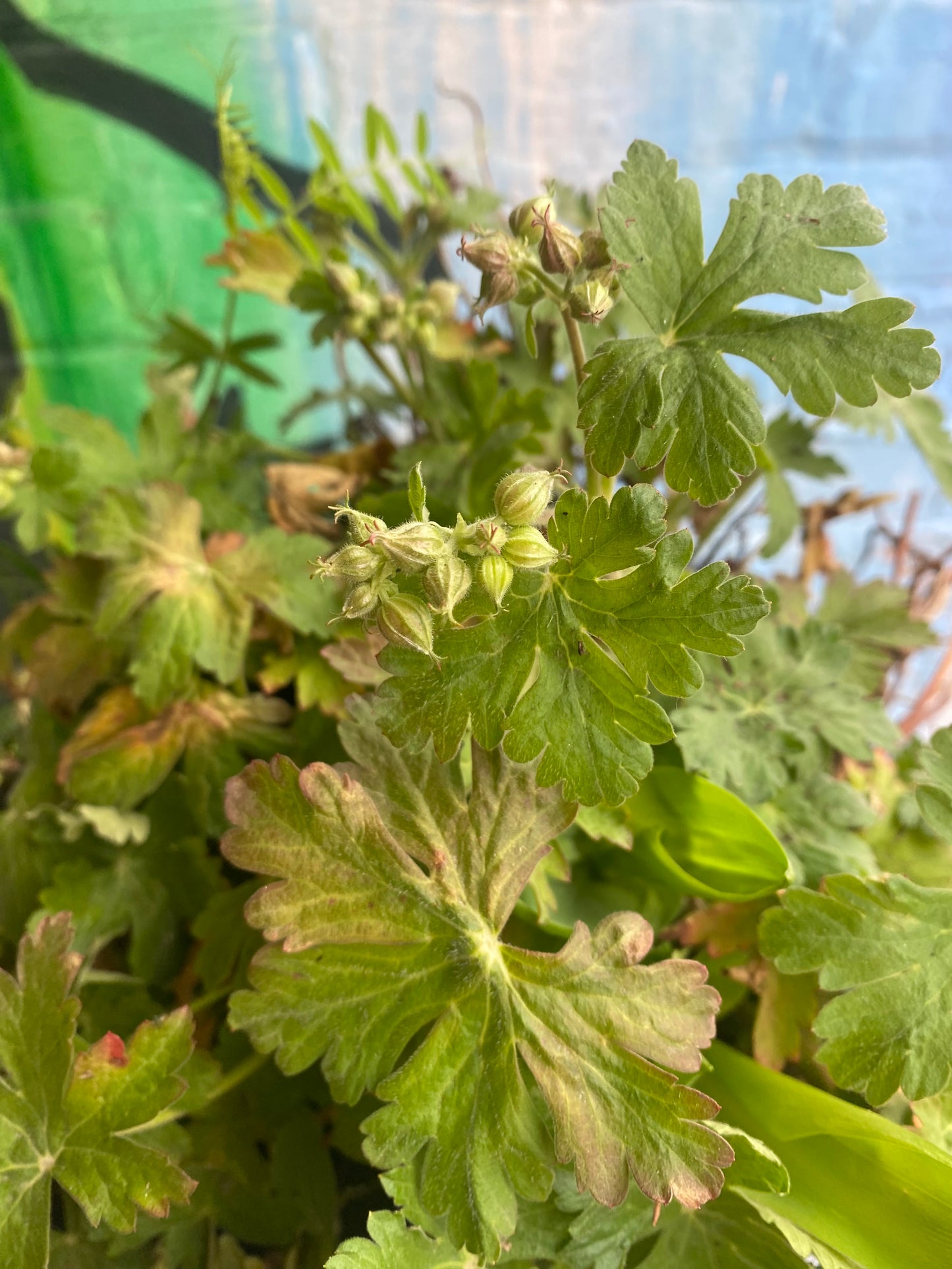 10" Bigroot Geranium | Geranium macrorrhizum