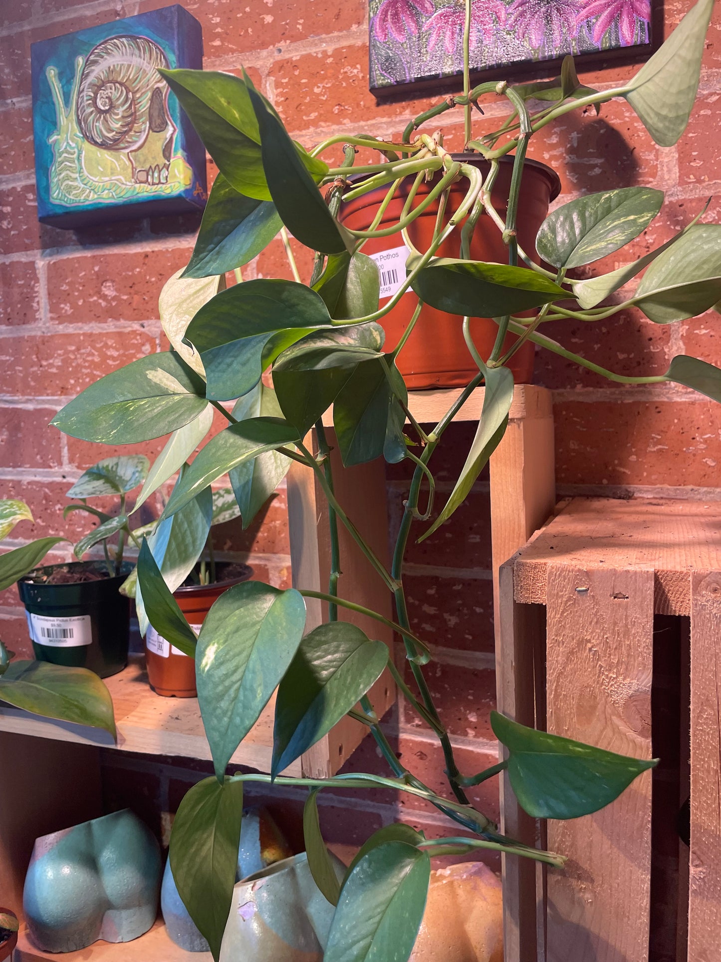 6" Golden Pothos