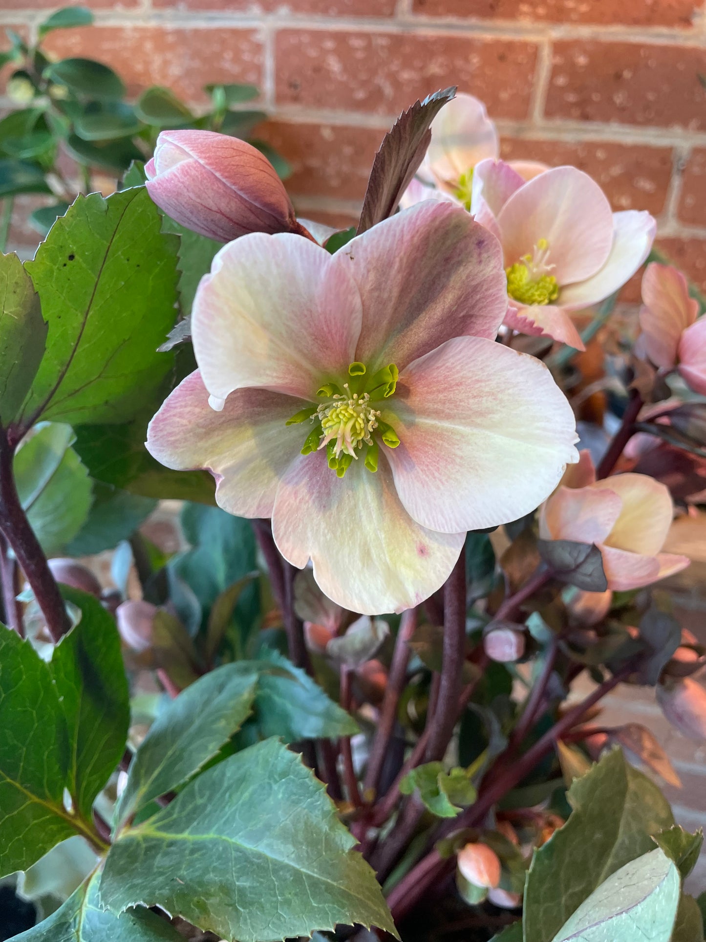 6" Helleborus Ivory Prince