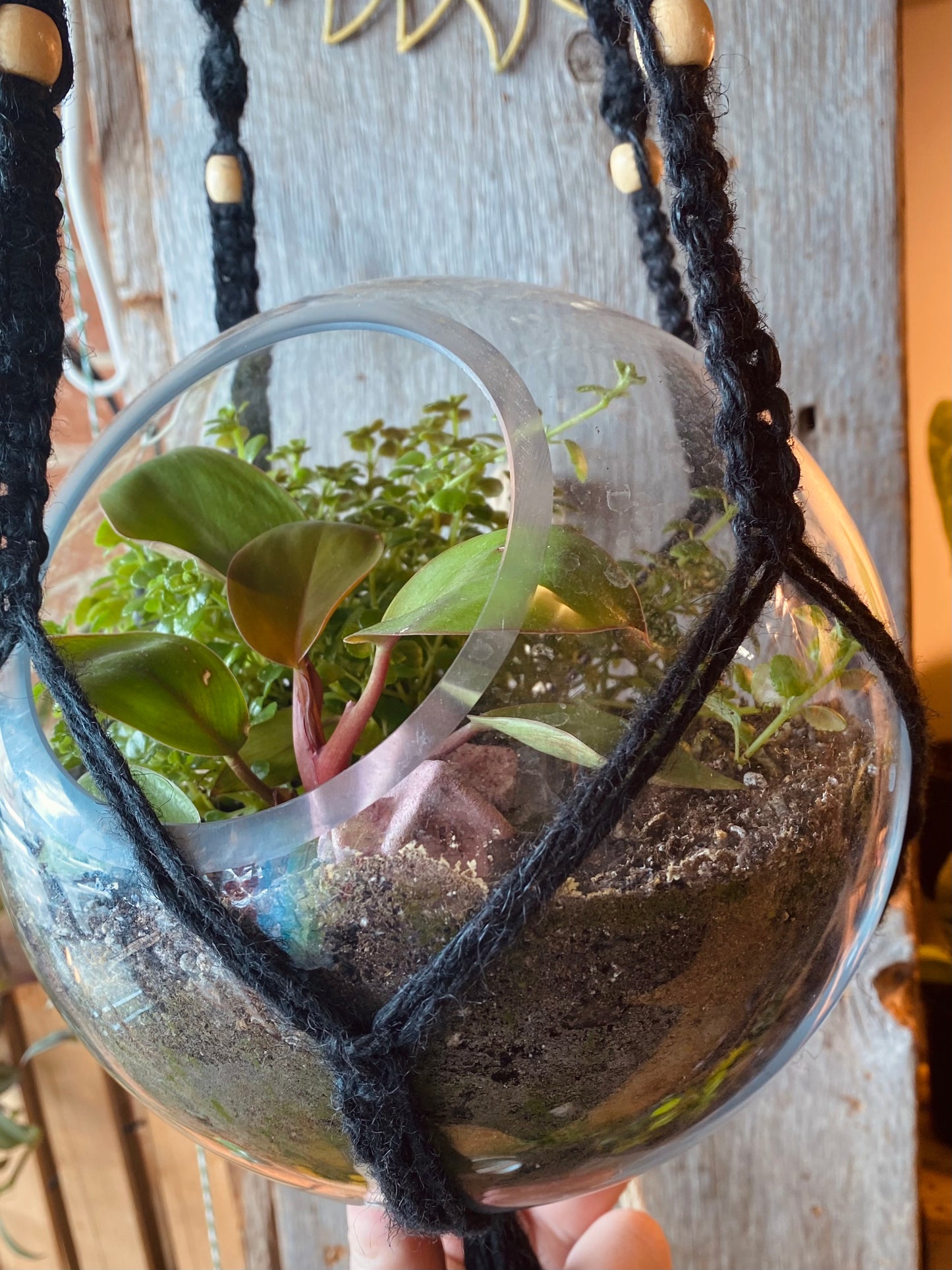 Hanging Philodendron Mars Terrarium