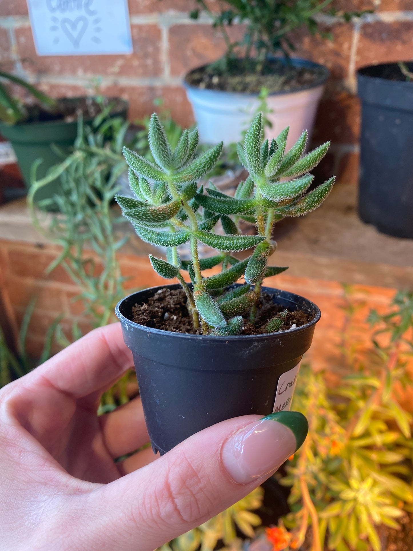 2.5" Crassula mesembryanthemoides