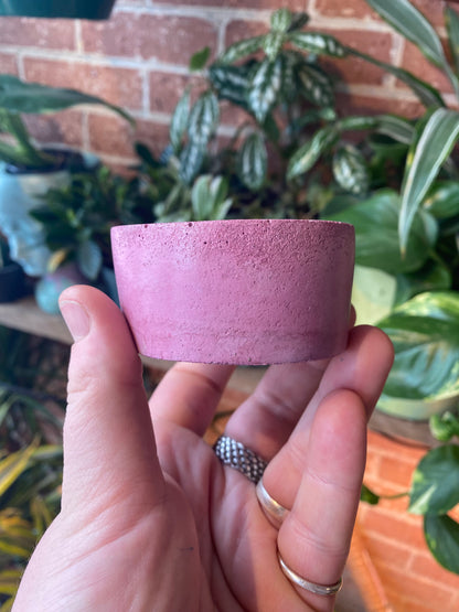 2.5” circle concrete pot
