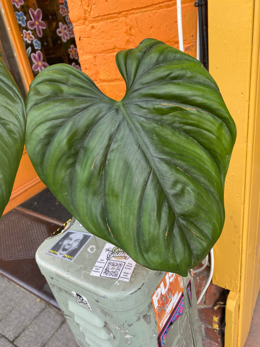 6” Philodendron Columbia (TAC)