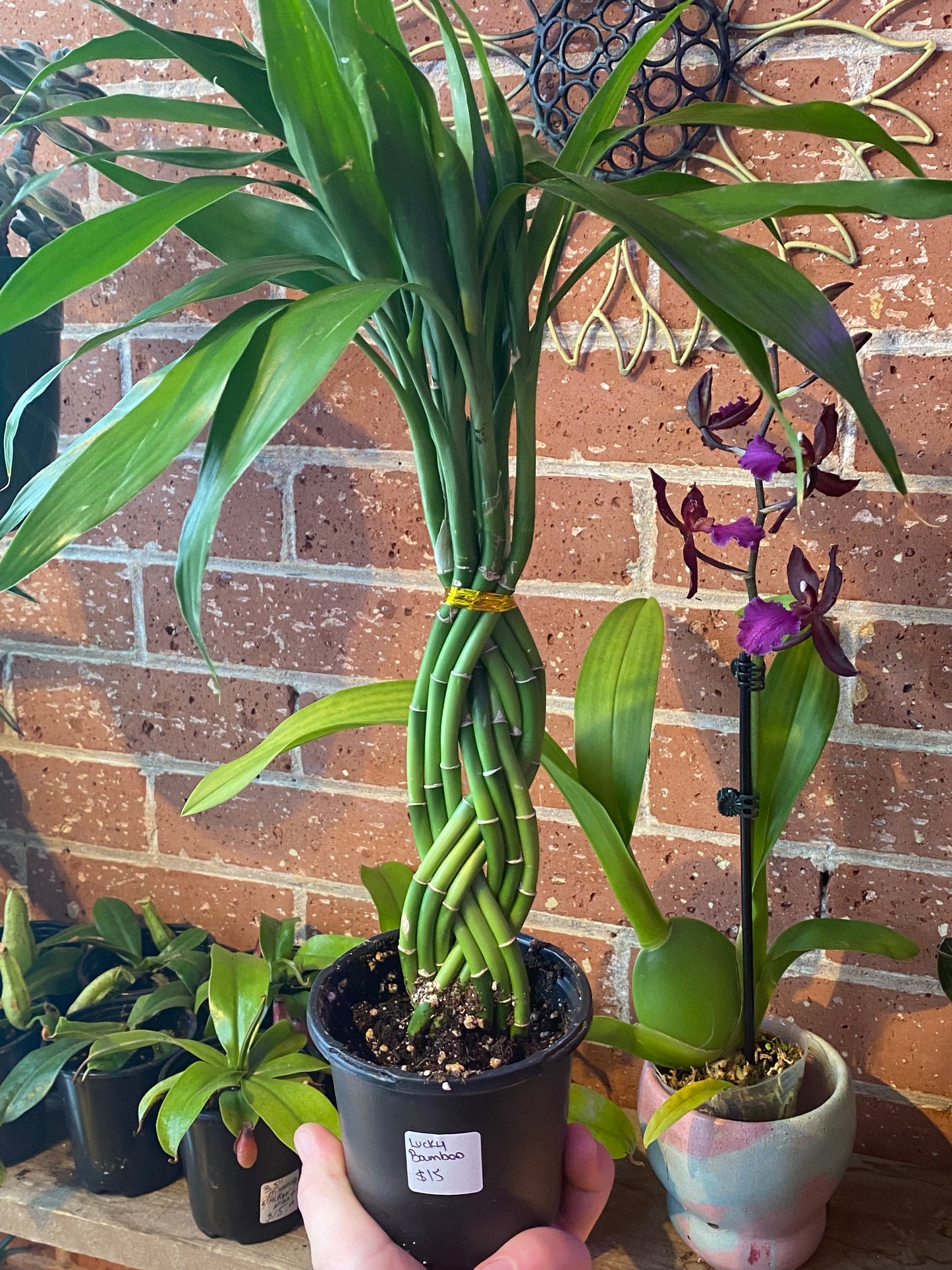 4” Dracaena Sanderiana | Lucky Bamboo