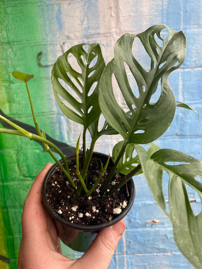 4” Monstera Adansonii
