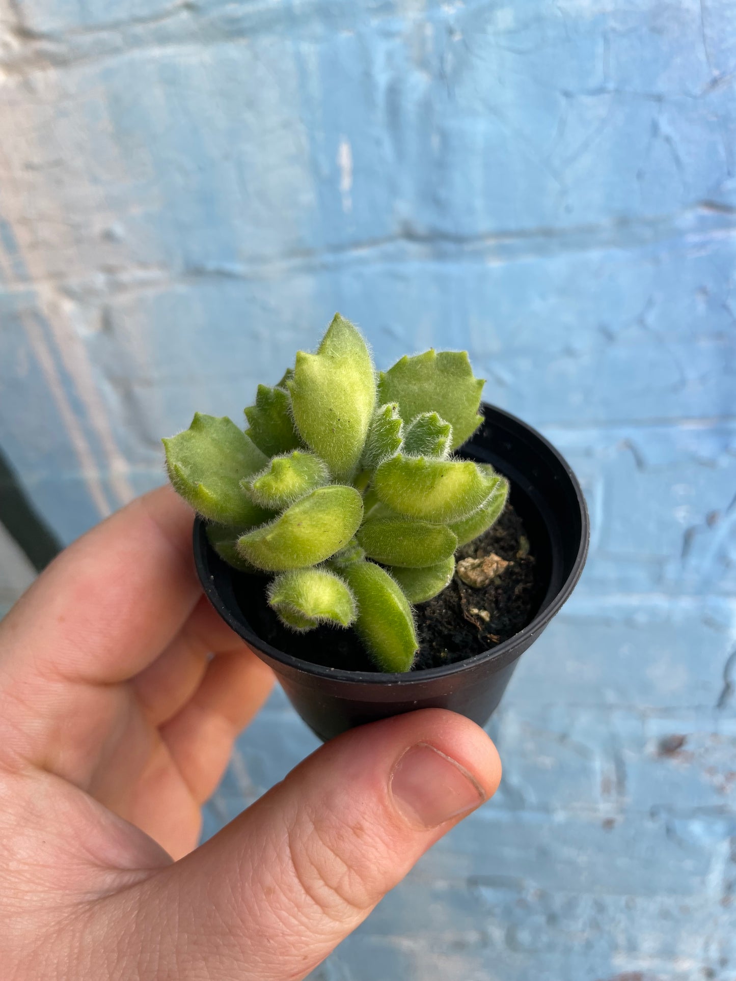 2-2.5" Cotyledon Tomentosa Variegated | Bear Paw Succulent