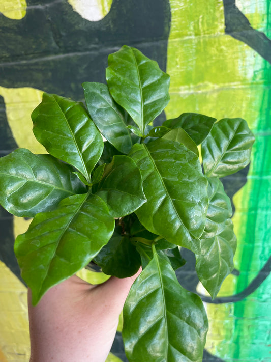 3.5" Coffee Plant | Arabica