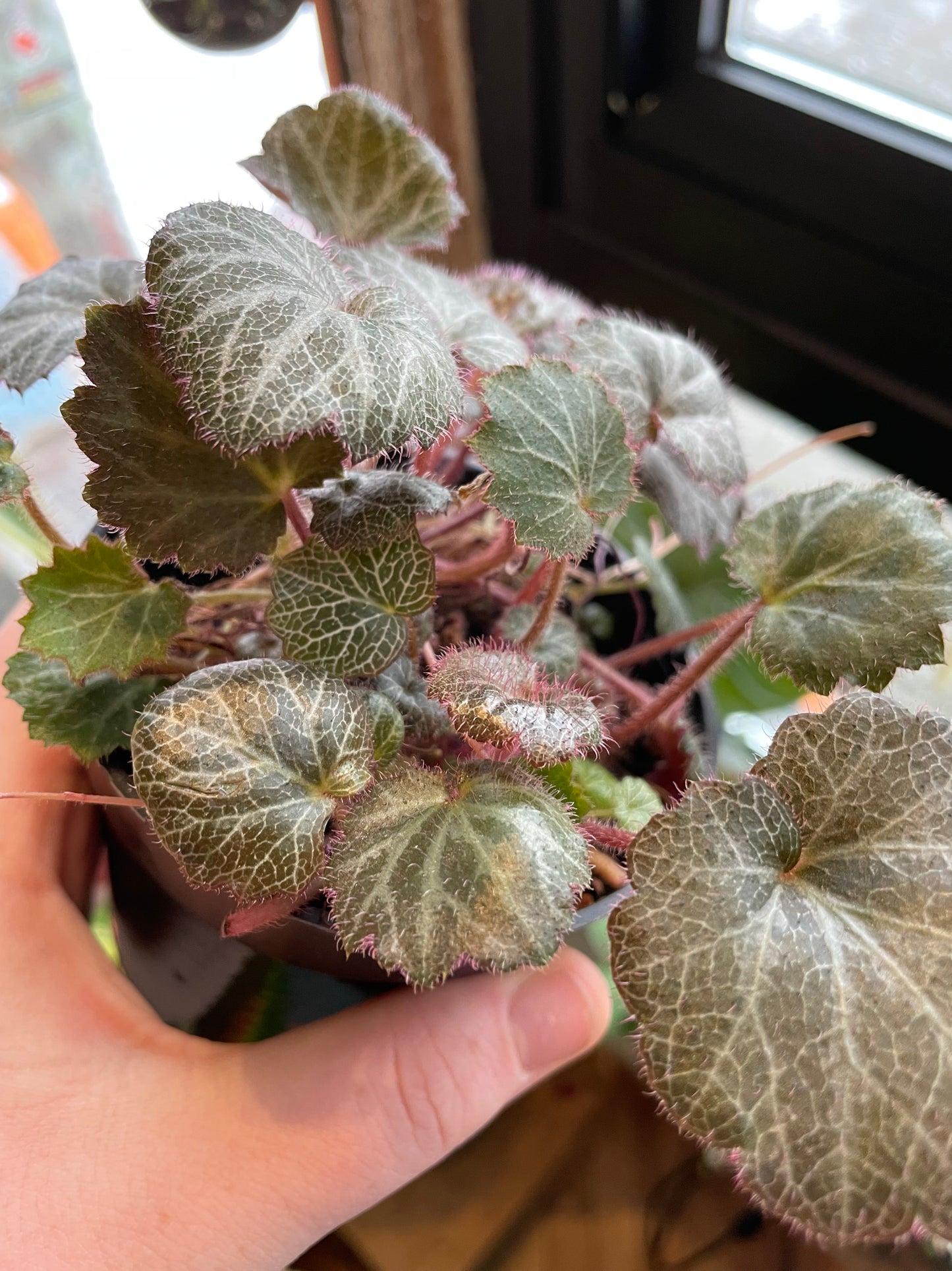 4" Strawberry Begonia | Saxifraga Stolonifera