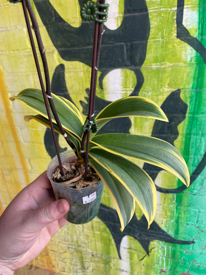 3.5" Variegated Phaelanopsis Orchid