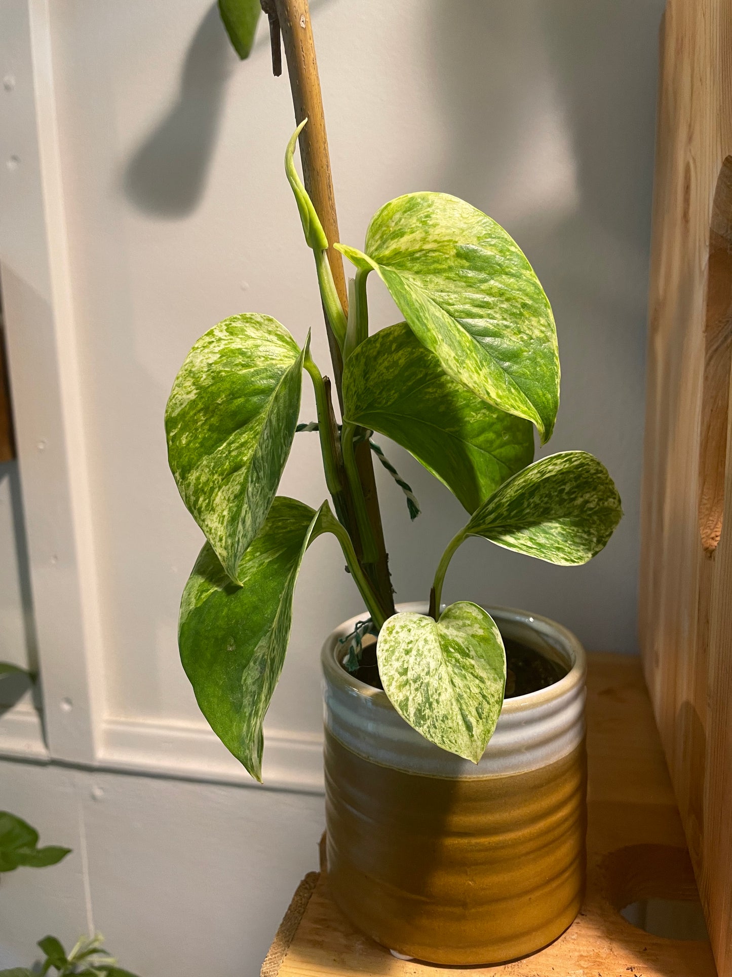 2.5" Pothos Marble Queen