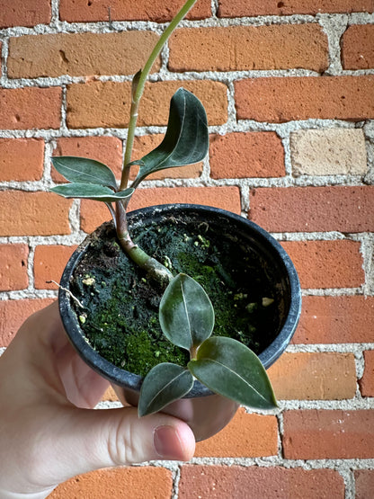 3.5" Ludisia Discolour Negrescens | Jewel Orchid