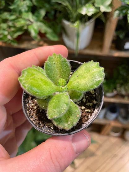 2.5" Cotyledon Tomentosa Variegated | Bear Paw Succulent