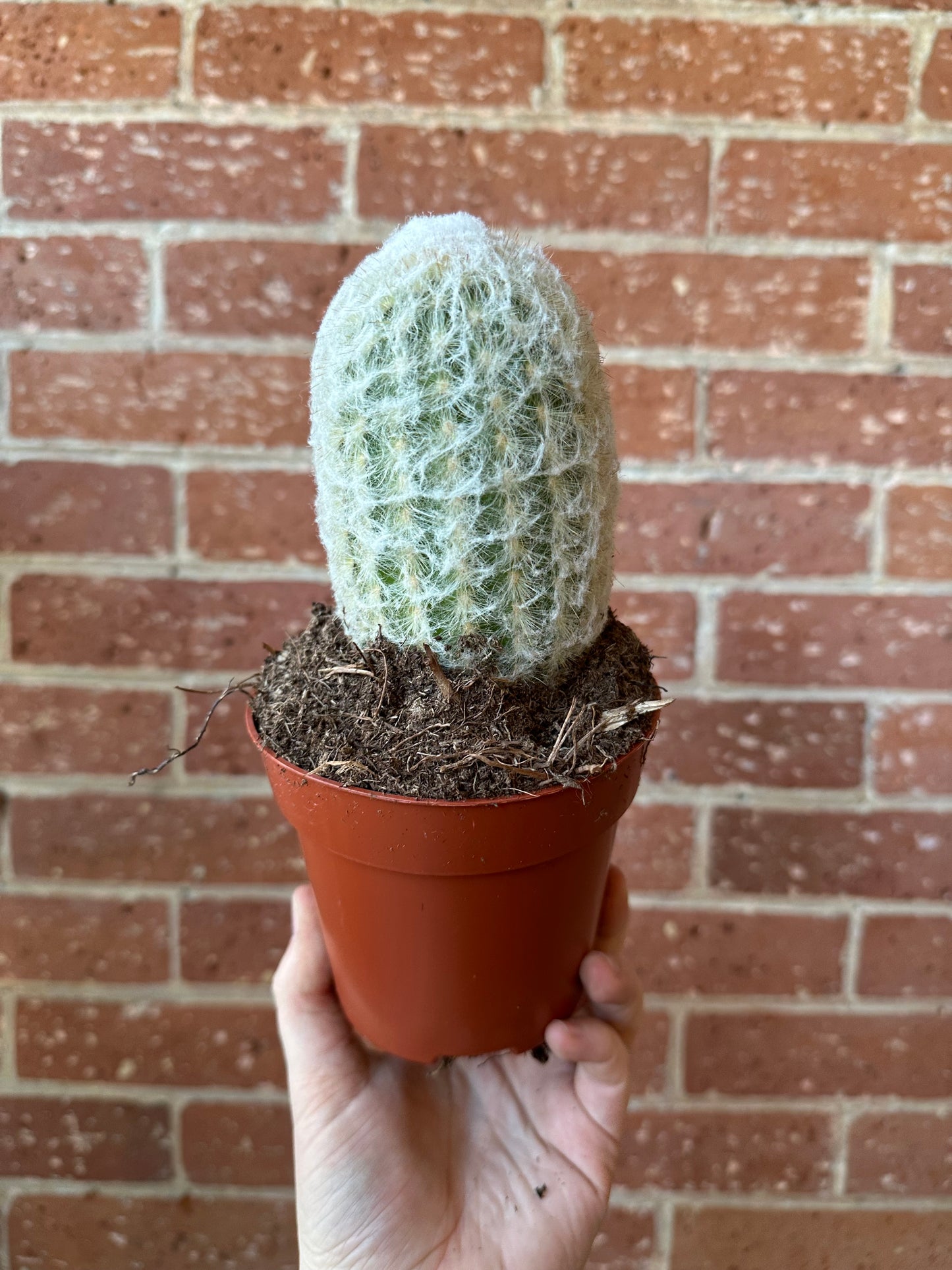 5" Cactus | Assorted