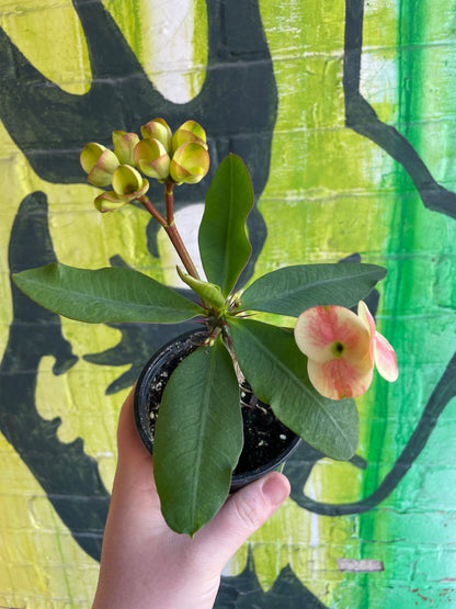 4” Euphorbia milii Charlotte| Crown of Thorns