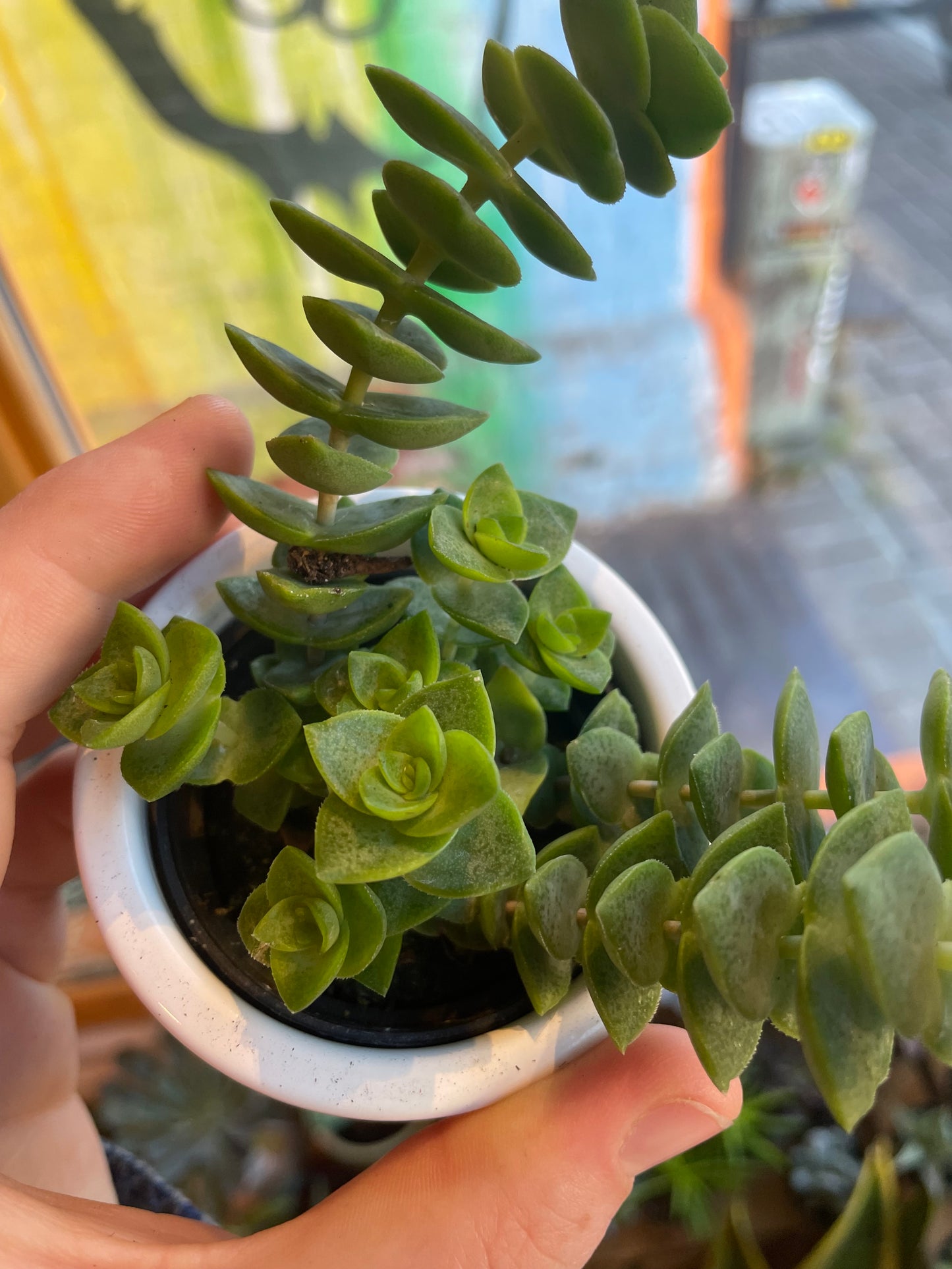 2.5" Crassula Perforata