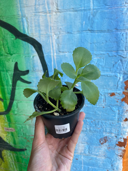 3.5" Kalanchoe Daigremontiana