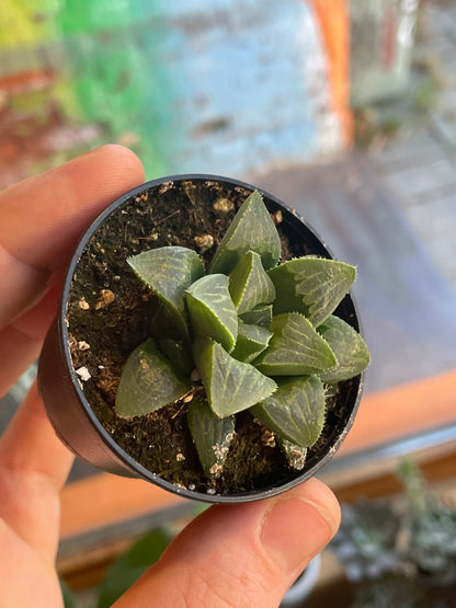 2.5" Haworthia Retusa