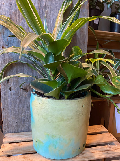 Grab n Go Planter 6” Yellow/Green