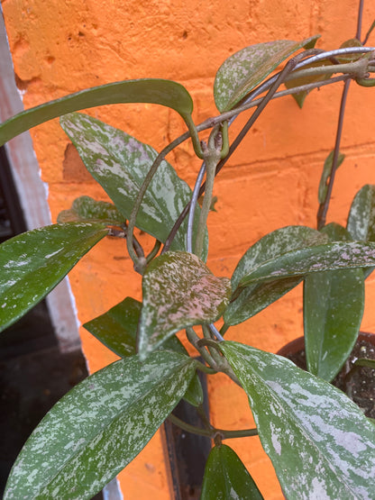 5" Hoya Pubicalyx Royal Hawaiian Purple w/hoop