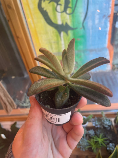 2.5" Kalanchoe Tomentosa Teddy Bear