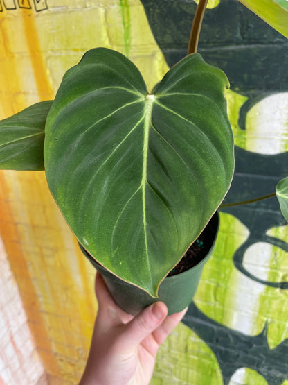 6" Philodendron Gloriosum