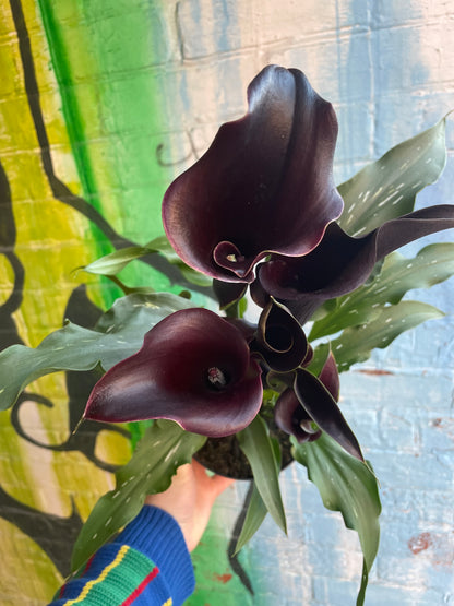 5" Black Calla Lily