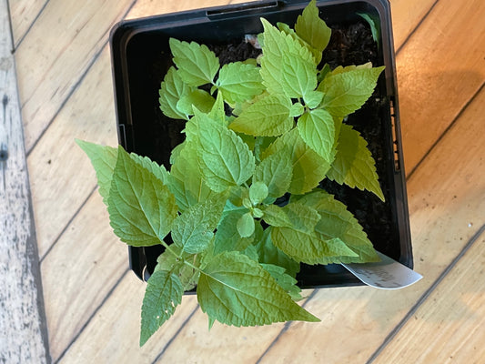 6.5" White Snakeroot | Ageratina Altissima