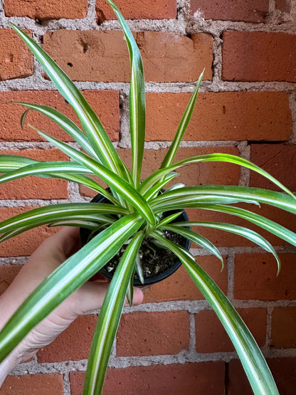 3.5" Spider Plant