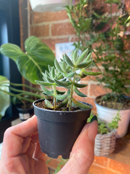 2.5" Crassula mesembryanthemoides