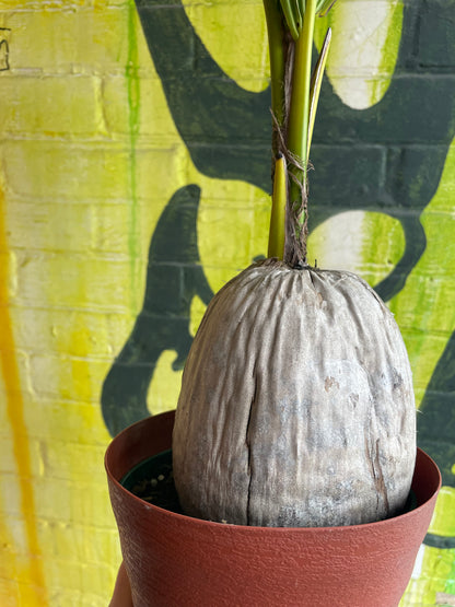 6” Coconut Palm