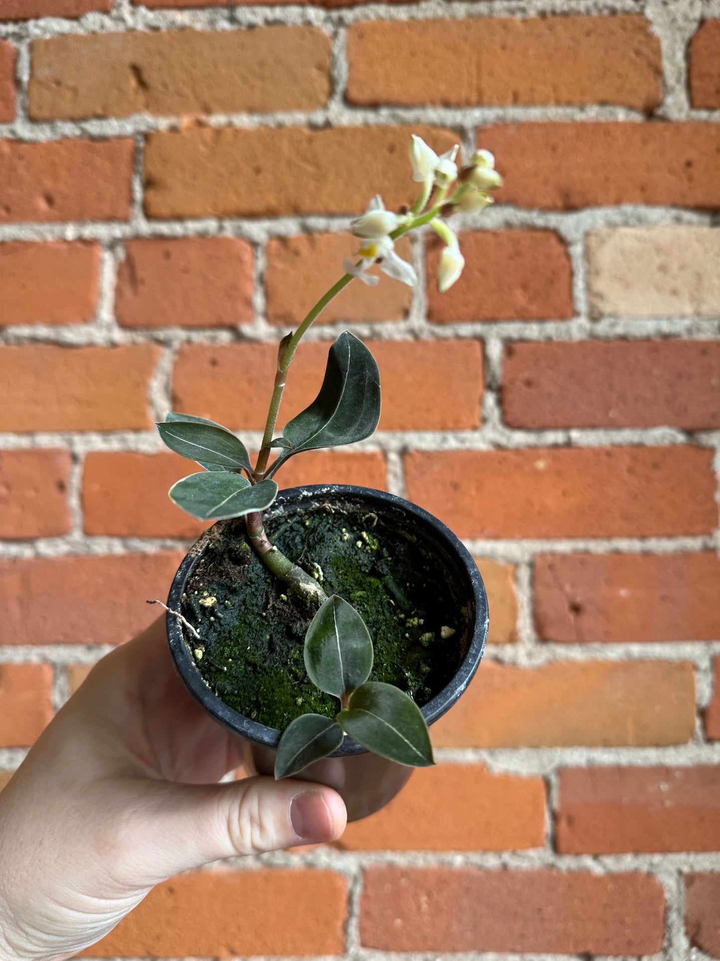 3.5" Ludisia Discolour Negrescens | Jewel Orchid