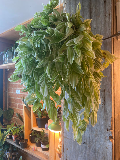 8" Callisia Fragrans Variegata