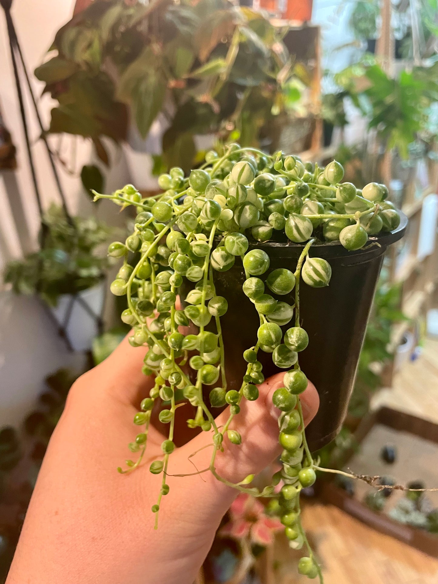 3.5" Variegated String Of Pearls