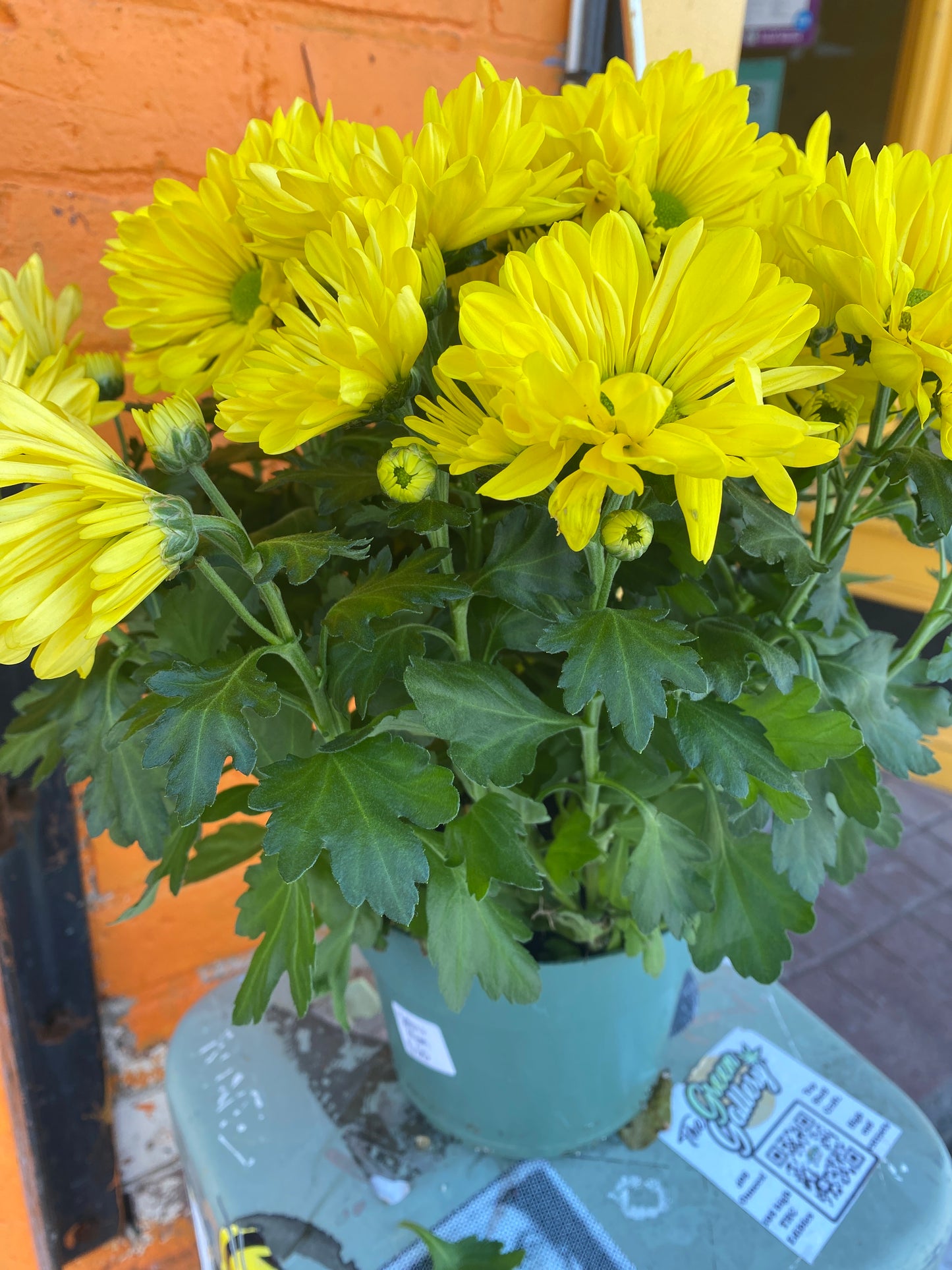 6” Yellow Potted Mum