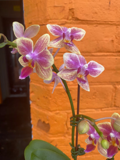 3” Mini Phalaenopsis Orchid Sogo Gotris