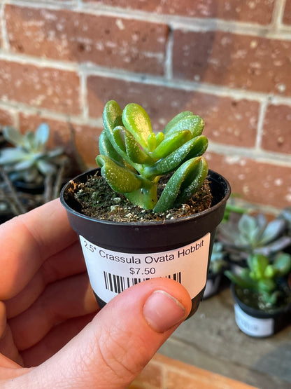 2.5" Crassula Ovata Hobbit