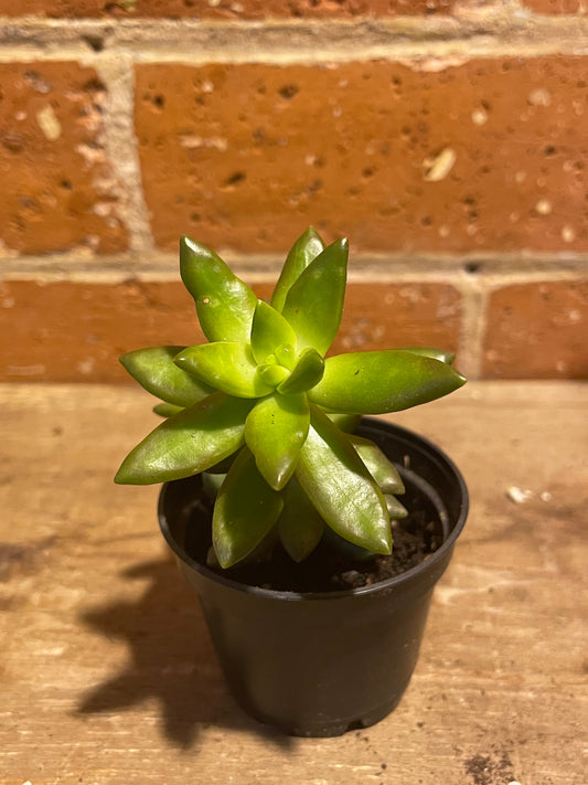 2.5" Sedum Adolphi