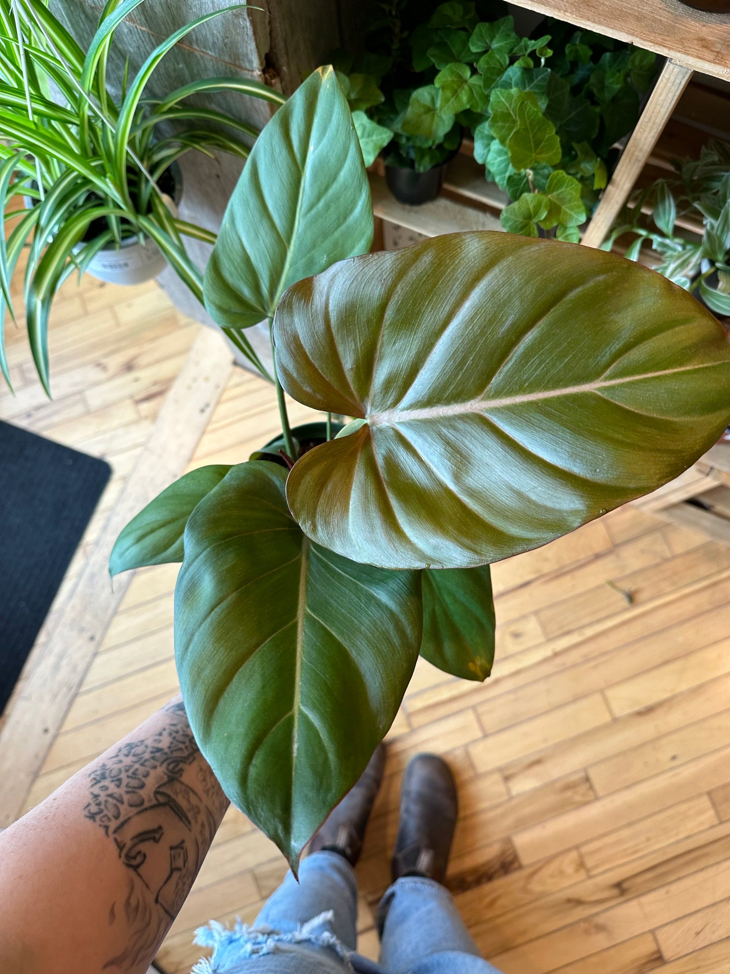 6" Philodendron Summer Glory