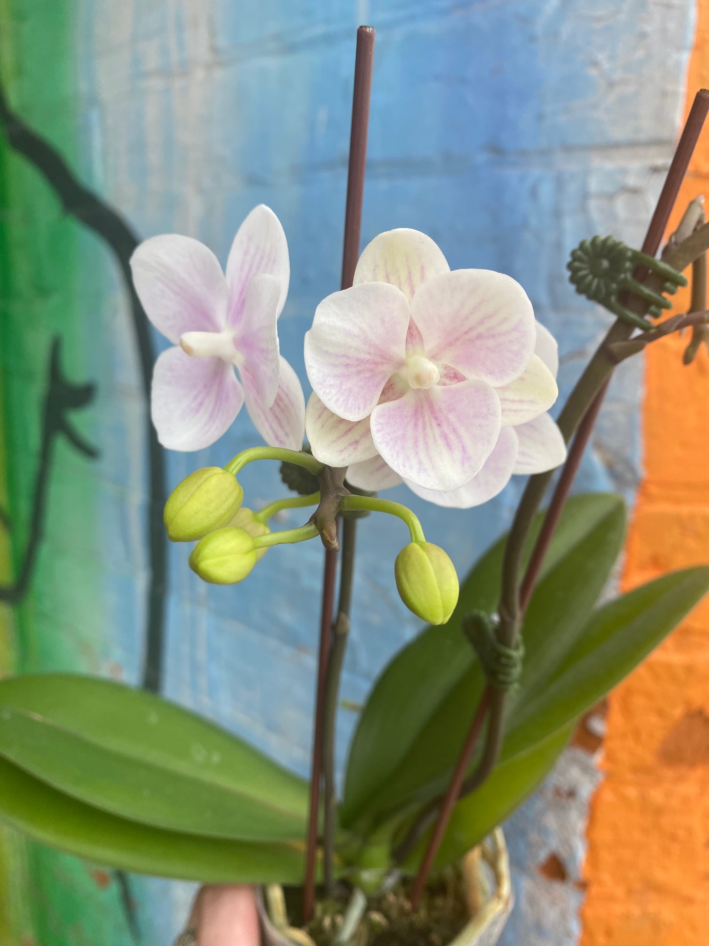 3” Phalaenopsis Orchid Venetian Carnival