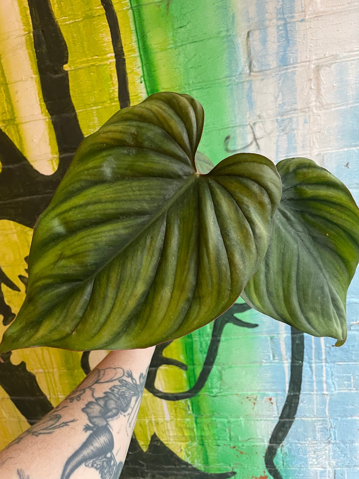 4" Philodendron Columbia