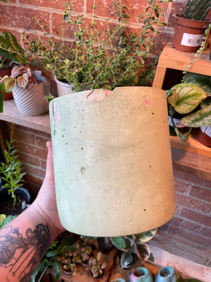 6" Concrete Pot Purple/Green